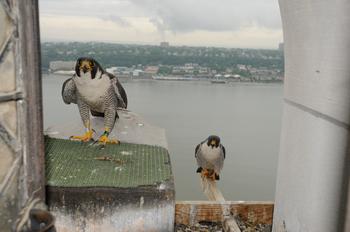 Slideshow Baby Falcons Nest High Above New York City