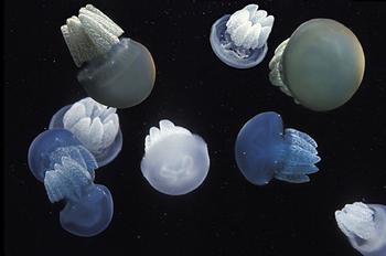 Blue Jellies Blue Jellies