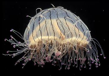 Flower Hat Jelly Flower Hat Jelly