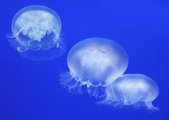 Moon Jellies Moon Jellies