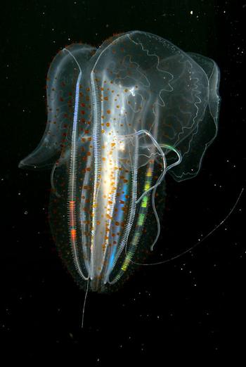 Spotted Comb Jellies Spotted Comb Jellies