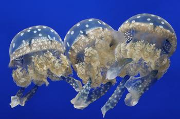 Spotted Jellies Spotted Jellies