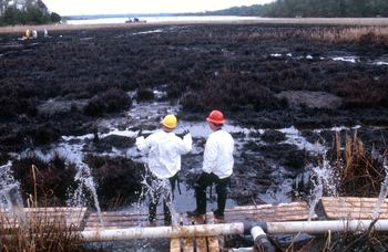 Swanson Creek marsh covered in oil after the 2000 spill.