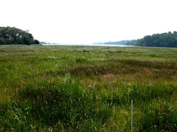 Swanson Creek Marsh 2 years later after a successful clean up operation.)