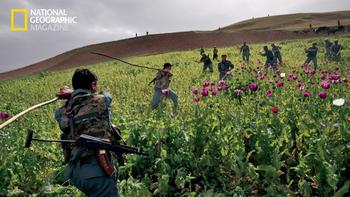 Afghan police use sticks to destroy a poppy field in Badakhshan Province. Despite such efforts, Afghanistan is the world's top opium supplier.