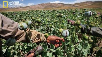  Poppies are illegal to grow but more lucrative for Afghan farmers than most other crops. At harvest, each bulb is scored to release a purplish gum.