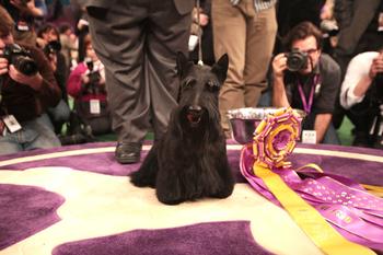 Best in Show Winner Ch. Roundtown Mercedes of Maryscot (Sadie)