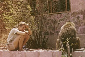 British ethologist Jane Goodall sits outdoors and studies an African baboon, 1974.