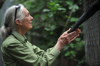 Dr. Jane Goodall takes the hand of a Spider Monkey during her visit to the Rehabilitation Center and Primate Rescue, in Peñaflor, 36 km southwest from Santiago, on November 23, 2013.