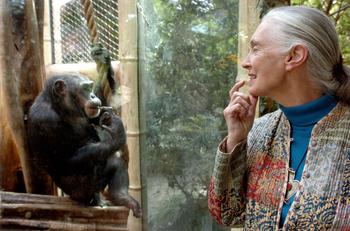 Germany: Jane Goodall, the world's foremost authority on chimpanzees, communicates with chimpanzee Nana, 06 June 2004 at the zoo of Magdeburg (eastern Germany).