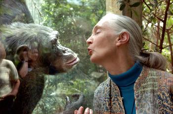 Germany: Jane Goodall, the world's foremost authority on chimpanzees, communicates with chimpanzee Nana, 06 June 2004 at the zoo of Magdeburg (eastern Germany).