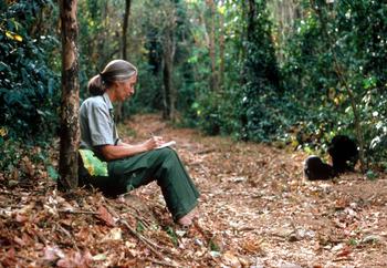  Scientist Jane Goodall studies the behavior of a chimpanzee during her research February 15, 1987 in Tanzania. 