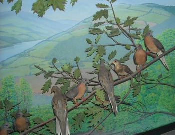 Passenger pigeons ondisplay at the Rochester Museum and Science Center, Rochester, NY. 