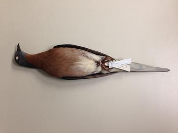 A passenger pigeon specimen at the Berkeley Museum of Vertebrate Zoology, courtesy of Curator Carla Cicero. 