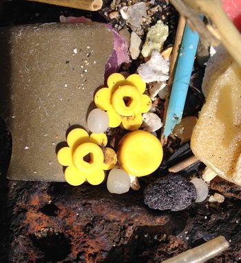 Daisies among the debris...