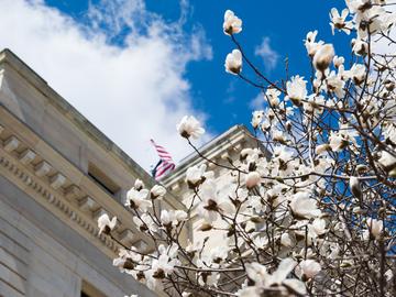Spring blossoms bloom in front of Essex County Courthouse in Newark, NJ. Springtime, flowers, New Jersey, government