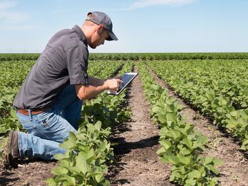 a White man kneeling on the ground on a farm with long rows of cabbages. he's examining a tablet