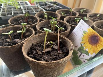 A photograph of several small green seedlings in plantable pots sitting on a table with other seedlings in the background and a packet of seeds with a picture of a sunflower and the word 'heirloom'