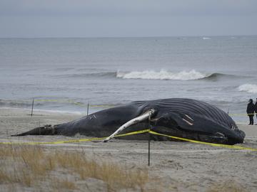People walk down the beach to take a look at a dead whale in Lido Beach, N.Y., Tuesday, Jan. 31, 2023.