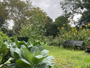 leafy collard green plants in the foreground slightly obscure two empty black metal benches which face each other in front of a riot of rangy sunflowers