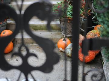 Pumpkin on Gray Cement Floor