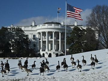 A gaggle of Canada geese are seen on the South Lawn of the White House in Washington, DC, on February 11, 2026.