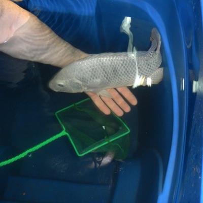 Tilapia Culture In Drums