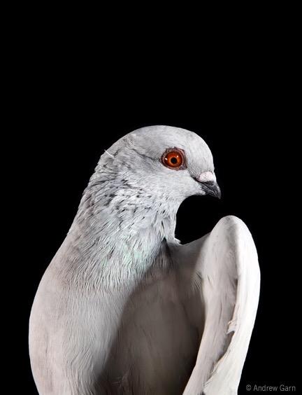 City Pigeons Strike A Pose In The New York Pigeon Wnyc News Wnyc