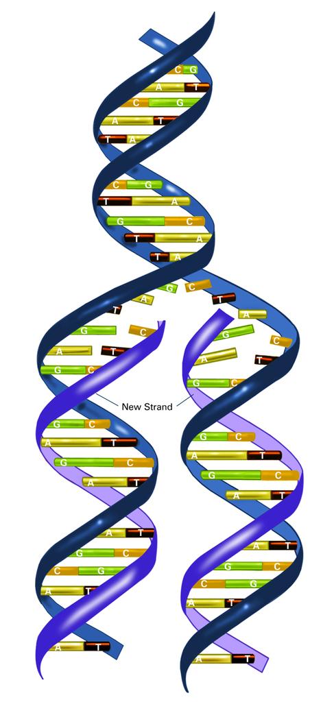 Can Companies Patent Human Genes? 