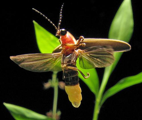 there-is-no-lord-of-the-fire-flies-radiolab-wnyc-studios