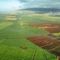 Sugarcane fields in Hawaii