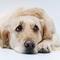 Dogs can suffer from depression, anxiety and other mental health disorders. Sad dog