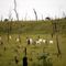 white cattle graze in the grass among burnt trees