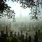 foggy graveyard