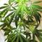 marijuana