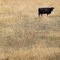 A cow feeds in a drought-damaged pasture as temperatures climb near 100 degrees on July 17, 2012 near Princeton, Indiana. 