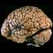 brain on black background