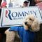 romney dog NORMAL SQUARE SIZE