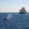 ship and a whale