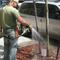 Caring for a street tree.