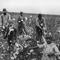 Cotton-pickers at work, Texas, circa 1925.