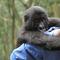 Park Ranger Andre with Ndakasi, one of the resident Mountain Gorillas of Virunga National Park.