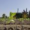 Workers plant romaine lettuce, Thursday, April 26, 2018, at the EG Richter Family Farm in Puyallup, Wash. 