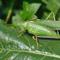 Male Great Green Bush-Cricket (Tettigonia viridissima) in Oberursel, Germany.