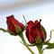 red roses