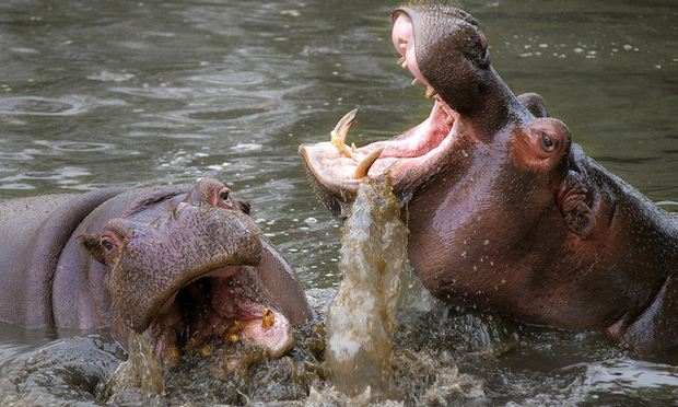 Making The Hippo Dance Radiolab