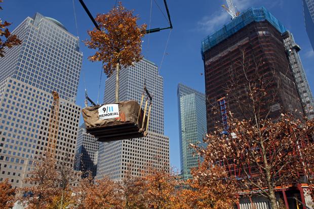 50th Tree Planted At 9 11 Memorial Wnyc New York Public Radio 50th Tree Planted At 9 11 Memorial Wnyc New York Public Radio