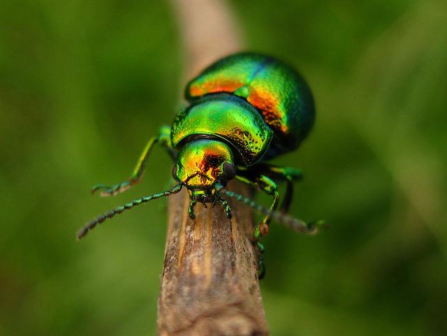 Cyborg Insects and Remote Controlled Rats | The Leonard Lopate Show | WNYC