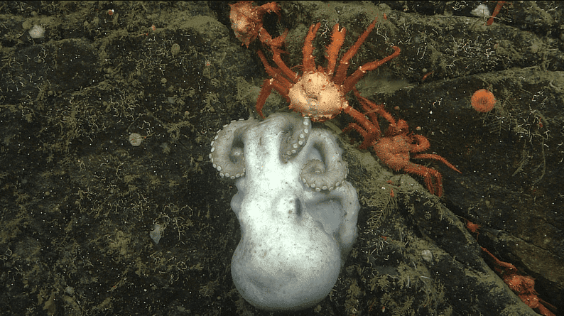 A photograph of an octopus sitting on and tending to her eggs, with crabs waiting to attack, nearby.