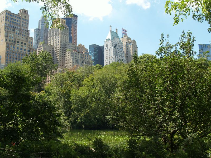 Foraging for a Salad in Central Park | The New Yorker Radio Hour | WNYC ...